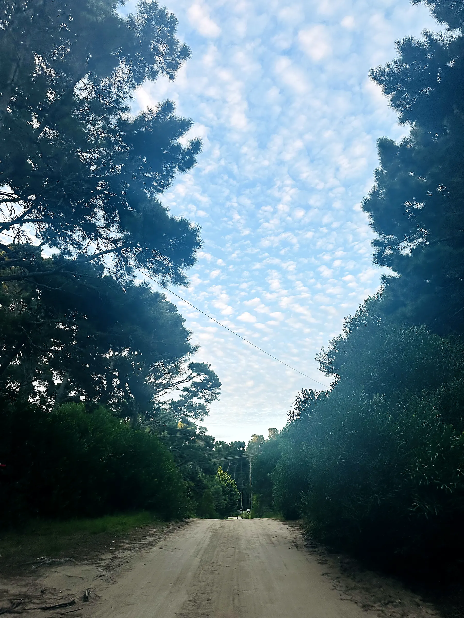 Camino de tierra entre el bosque
