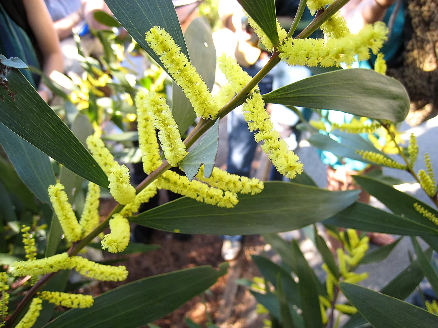 Acacia-longifolia-branch