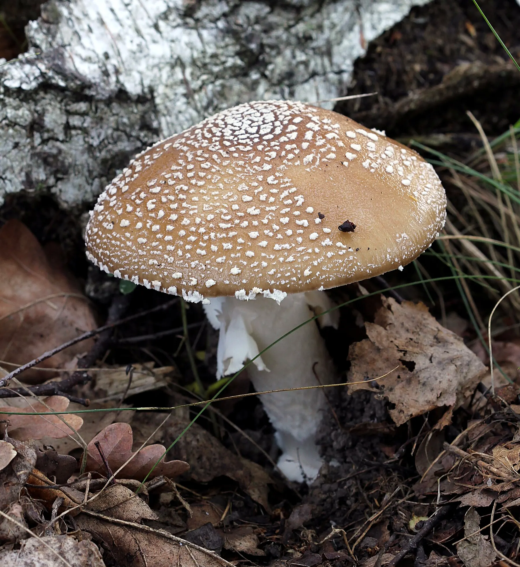 Amanita pantherina 2013 G1