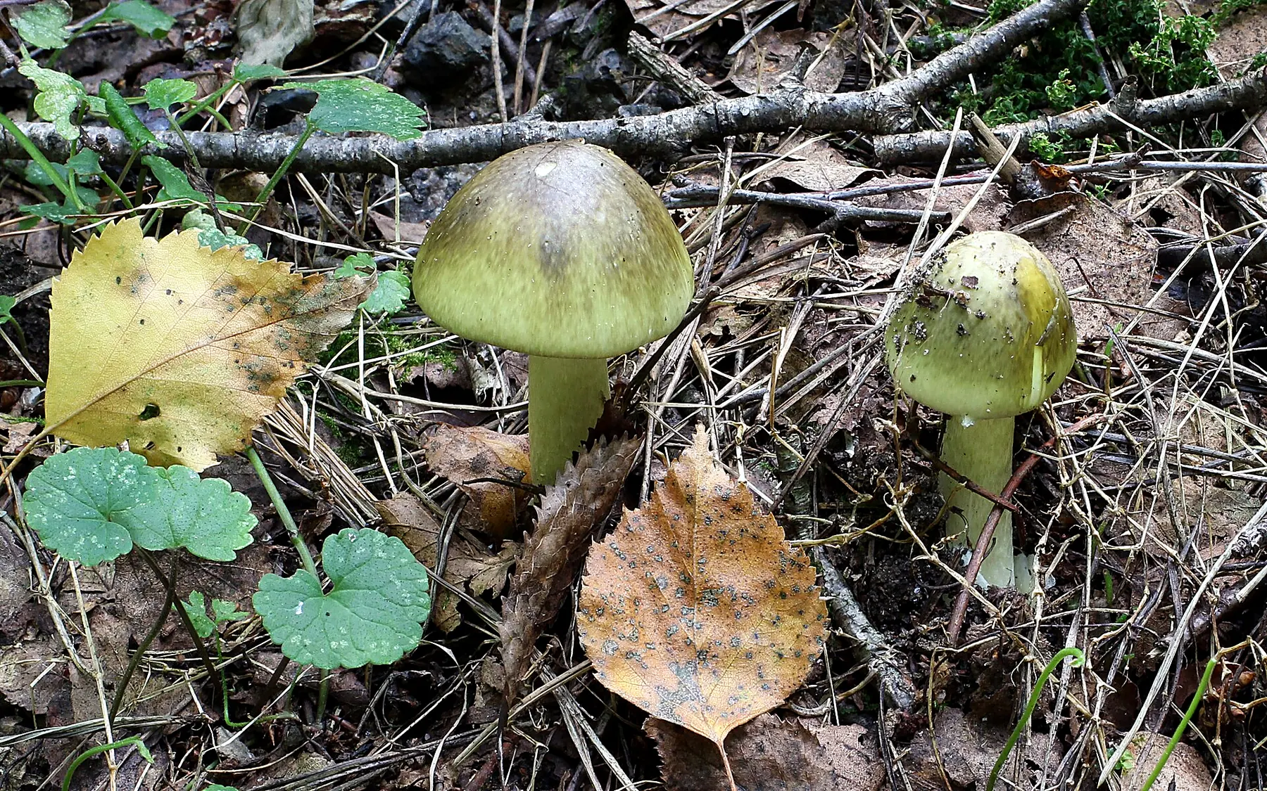 Amanita phalloides 2011 G1