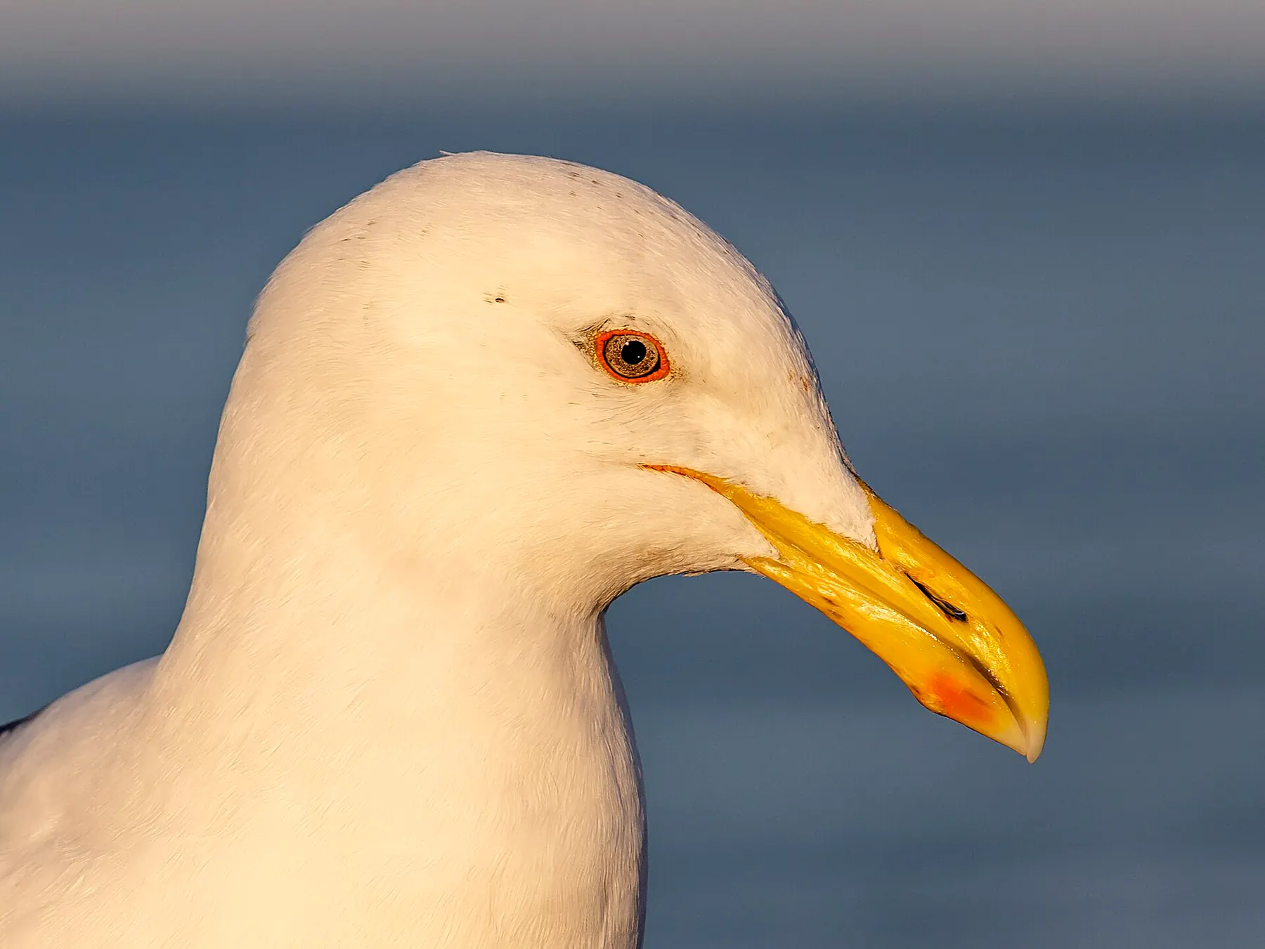 Kelp gull portrait, New Brighton, New Zealand