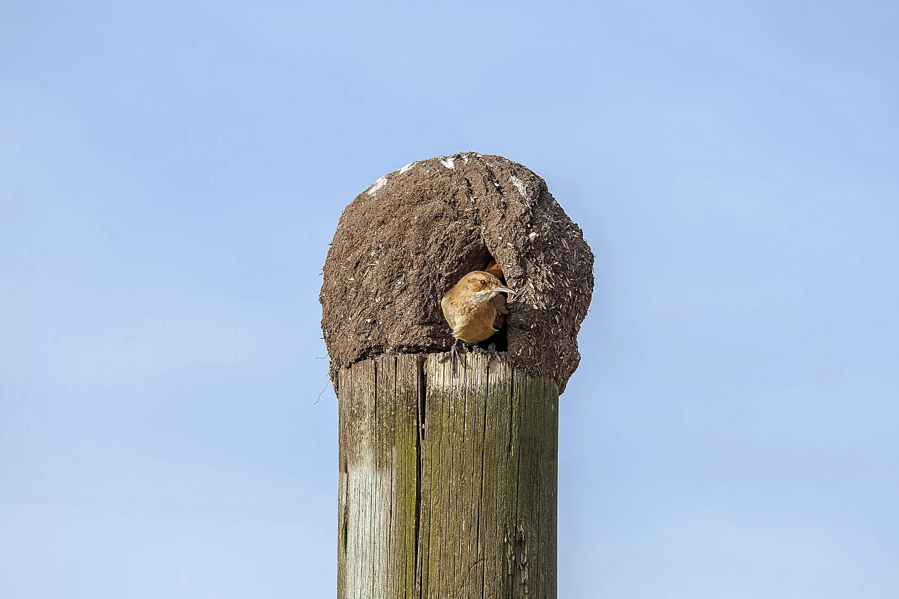 Rufous hornero (Furnarius rufus) at nest Colonia