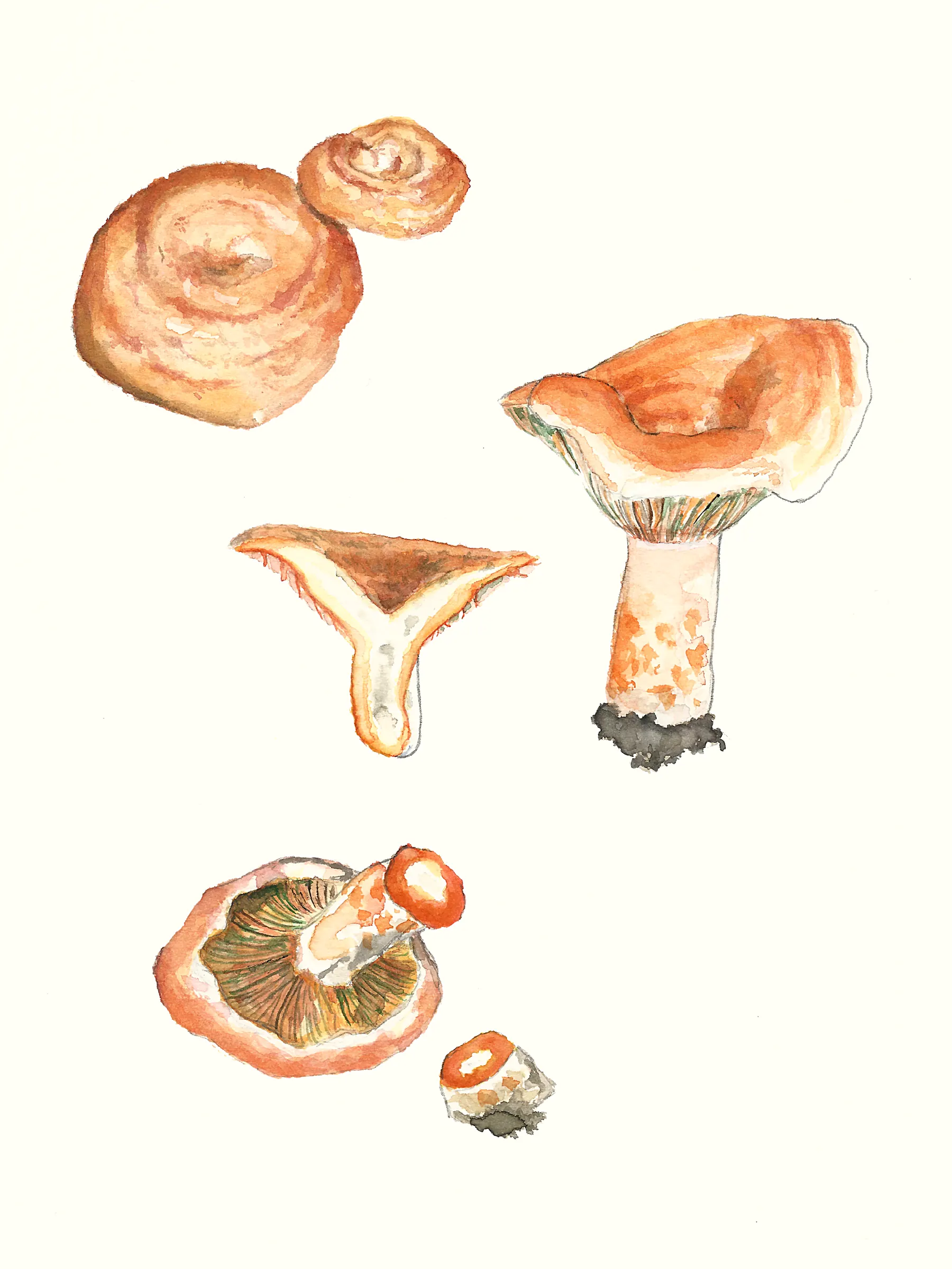 Lactarius deliciosus (il·lustració científica)