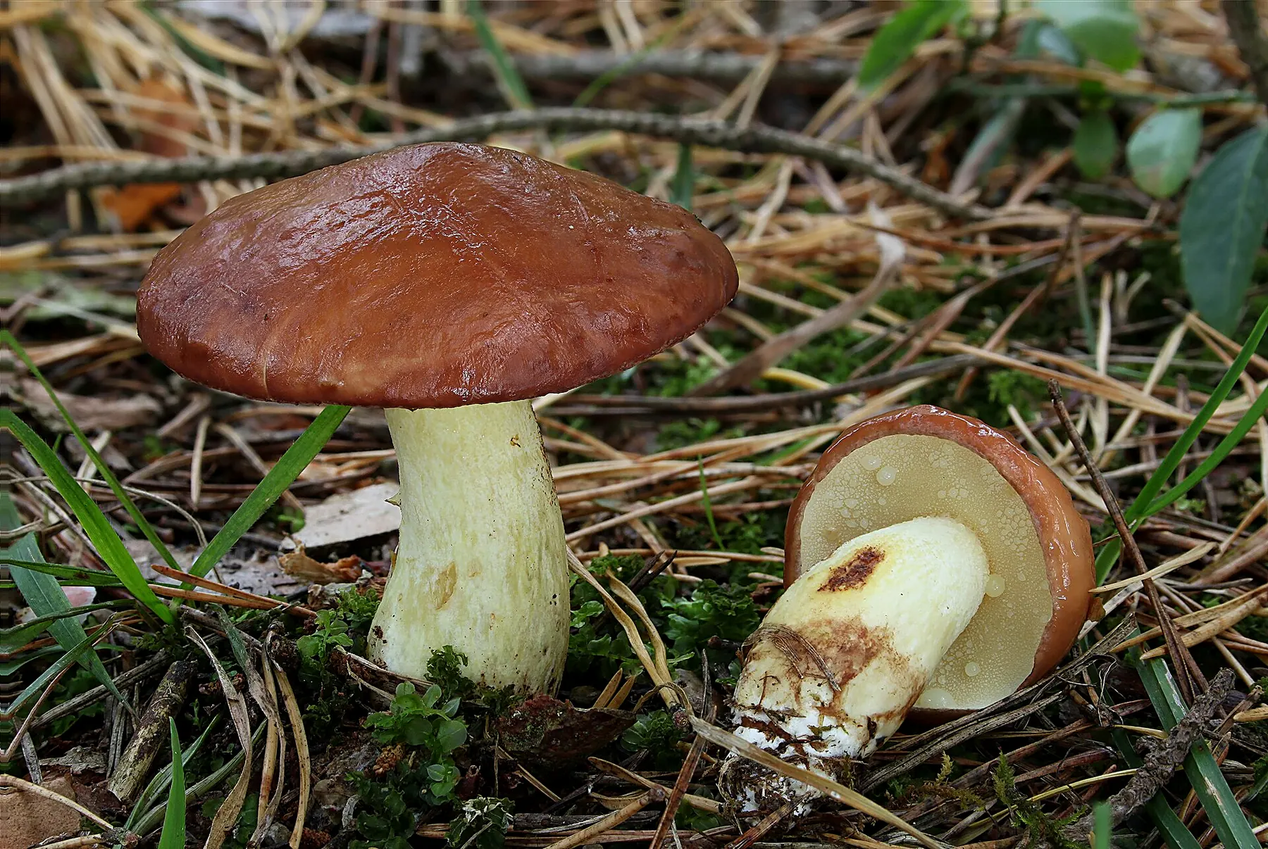 Körnchen-Röhrling Suillus granulatus 1