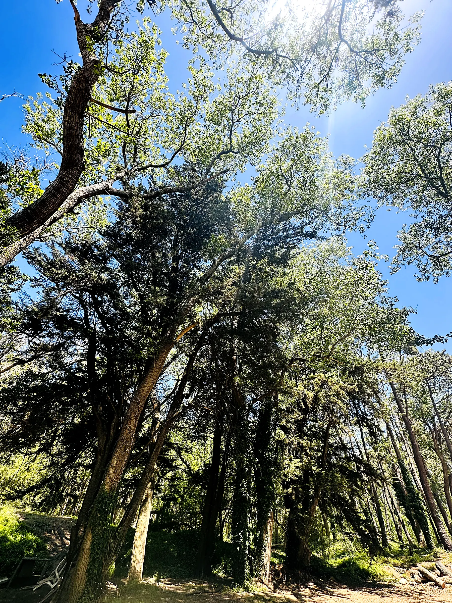 Copas de pinos contra el cielo